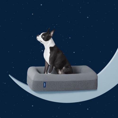 A dog on a Casper brand mattress 
